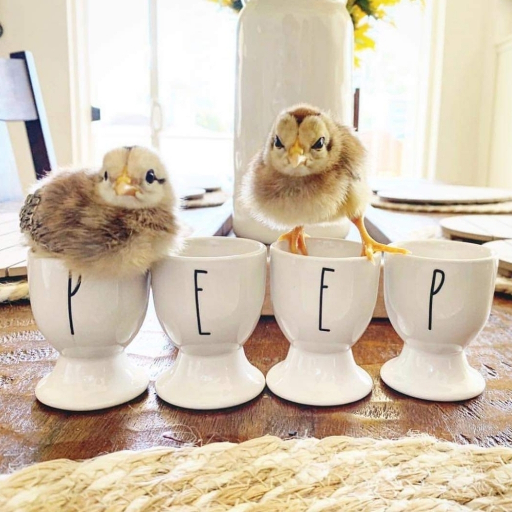 Rae Dunn PEEP P E E P Egg Holders Ceramic NEW